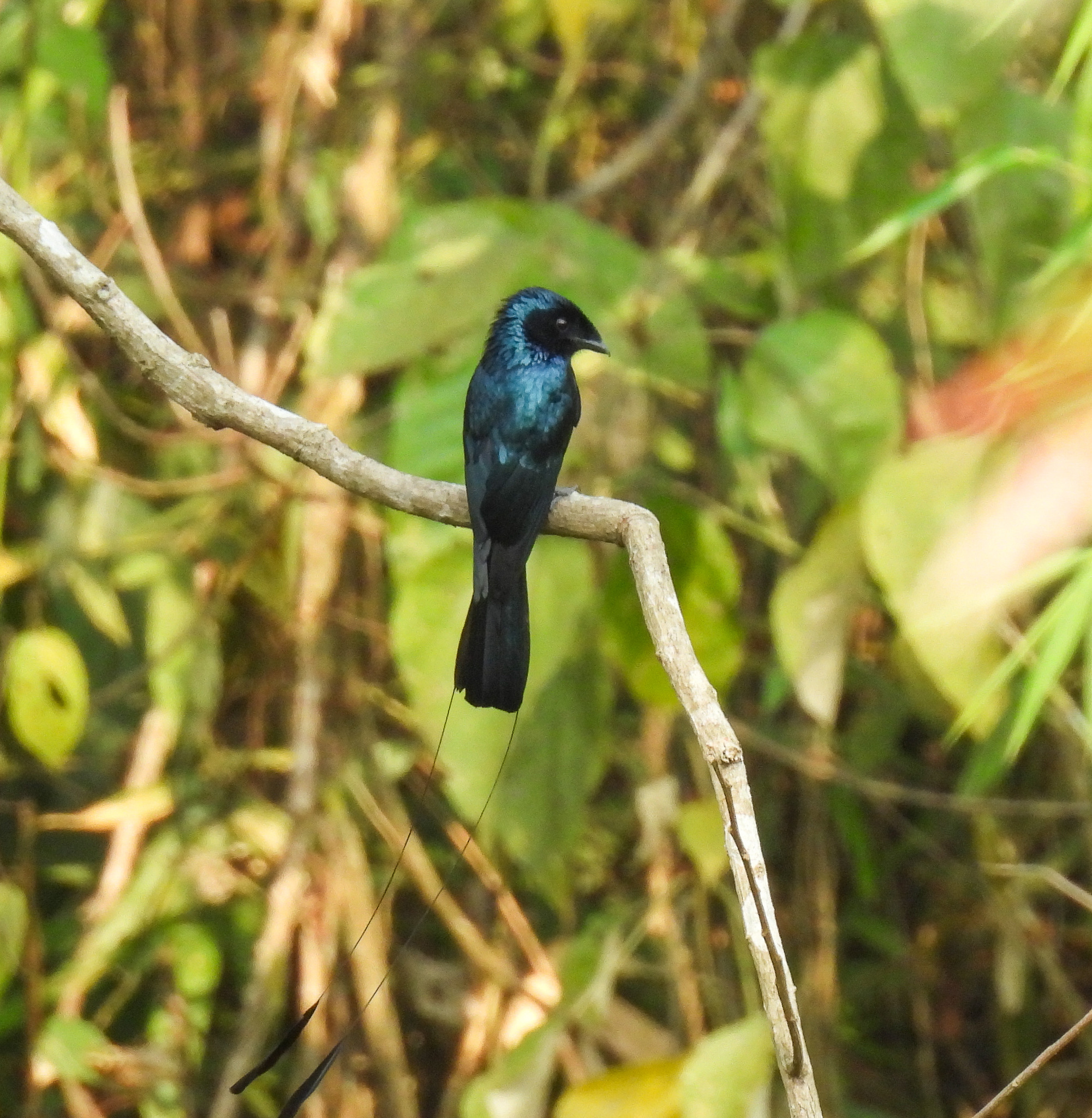 Lesser Racket-tailed Drongo (Dicrurus remifer), photo 6