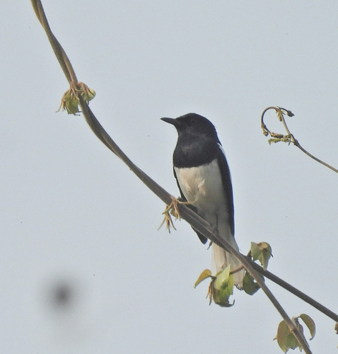 Oriental Magpie-Robin (Copsychus saularis), photo 8