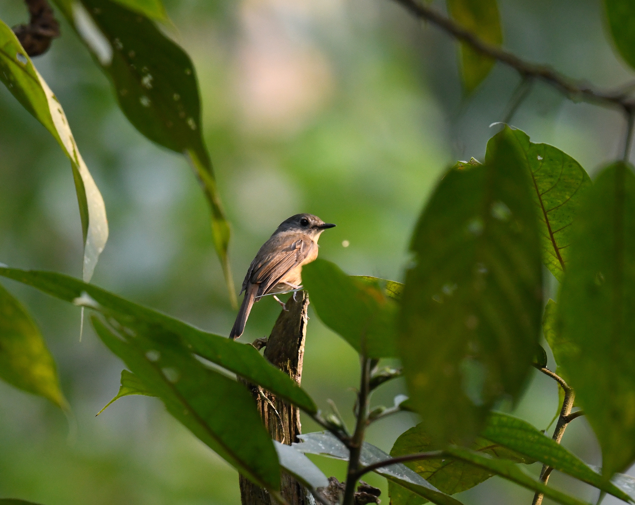 Pale-chinned Flycatcher illustration