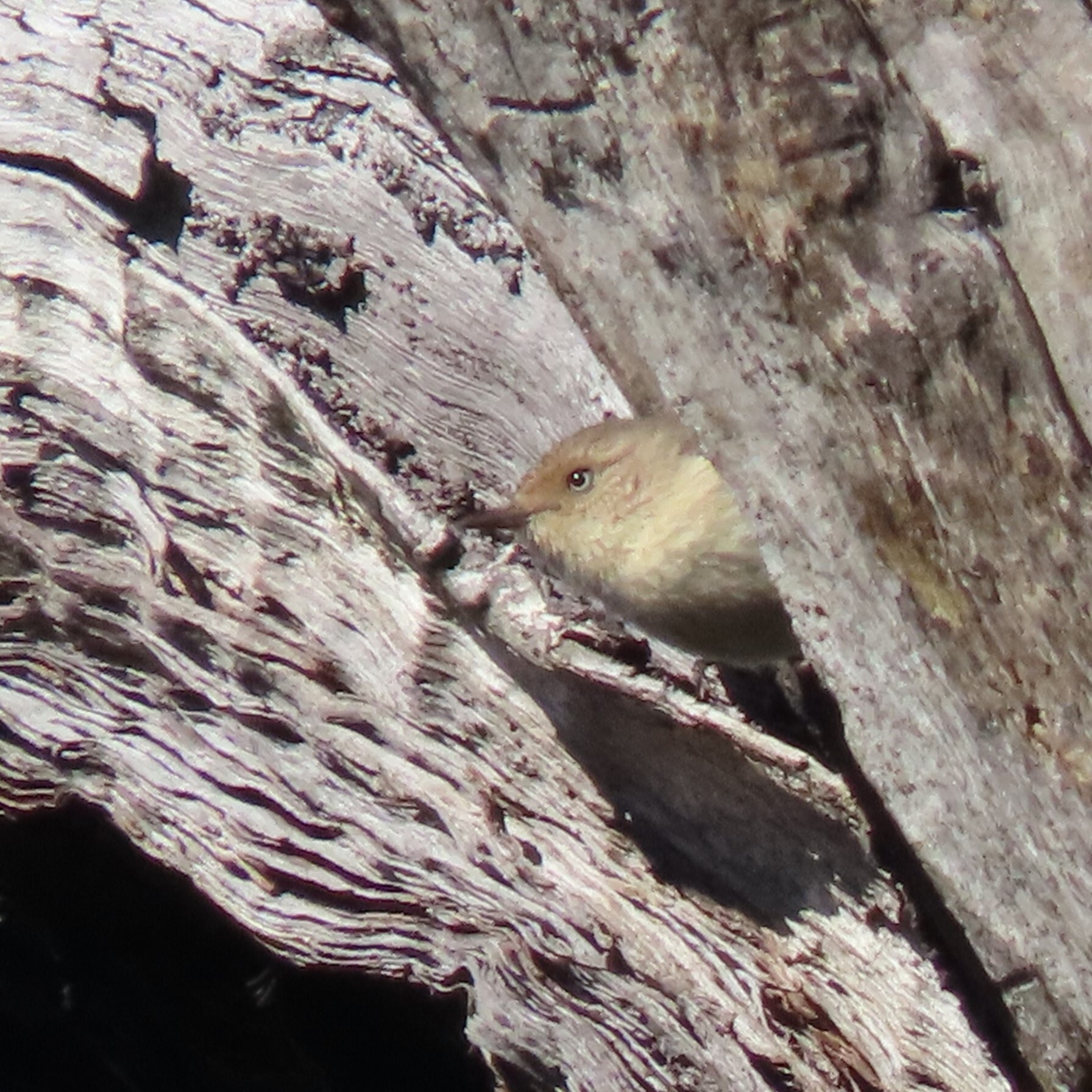 Western Thornbill (Acanthiza inornata), photo 8