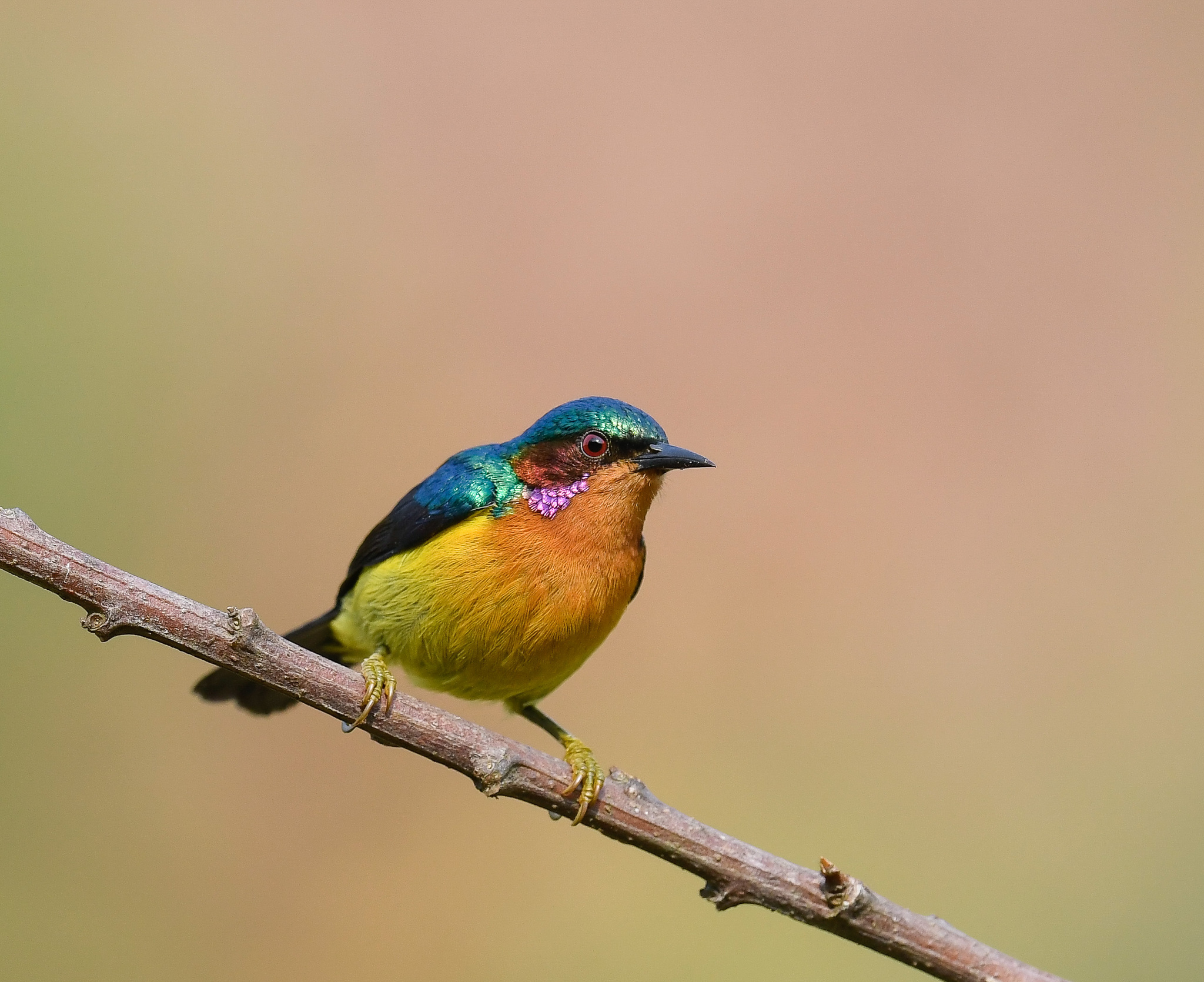 Ruby-cheeked Sunbird illustration
