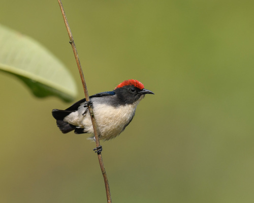 Scarlet-backed Flowerpecker (Dicaeum cruentatum)