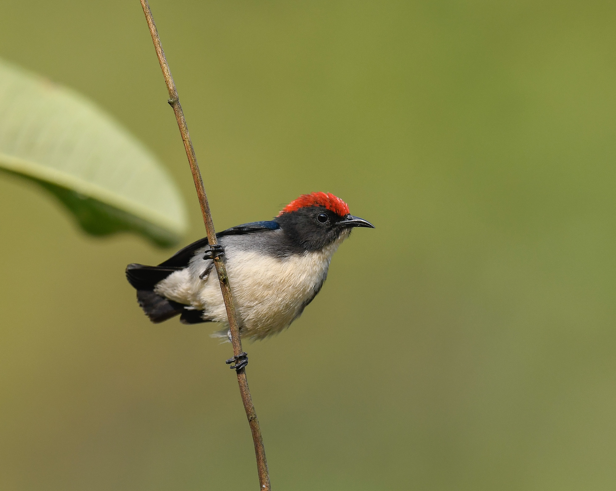 Scarlet-backed Flowerpecker illustration