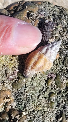 Peristernia ustulata observed 2025-07-26