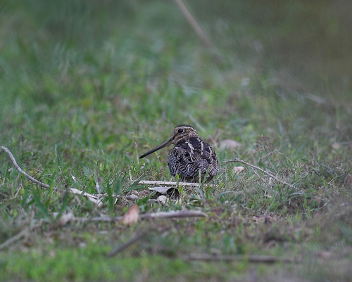 Pin-tailed Snipe (Gallinago stenura), photo 6