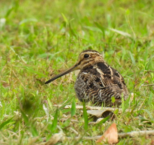 Pin-tailed Snipe (Gallinago stenura), photo 5