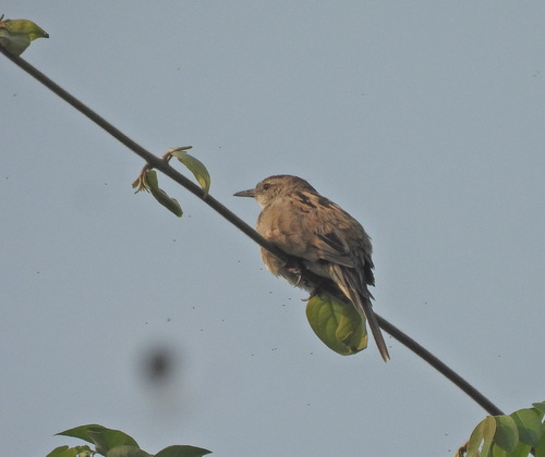 Striated Grassbird (Megalurus palustris), photo 4