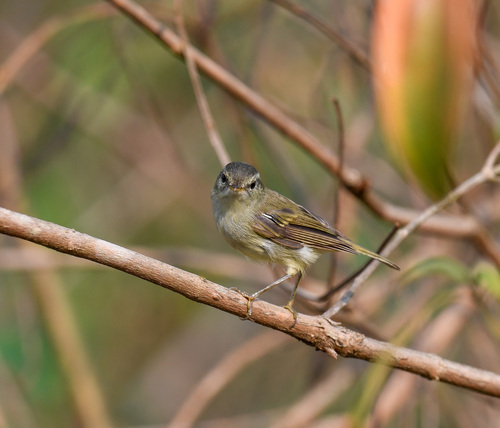 Blyth's Leaf Warbler (Phylloscopus reguloides), photo 8