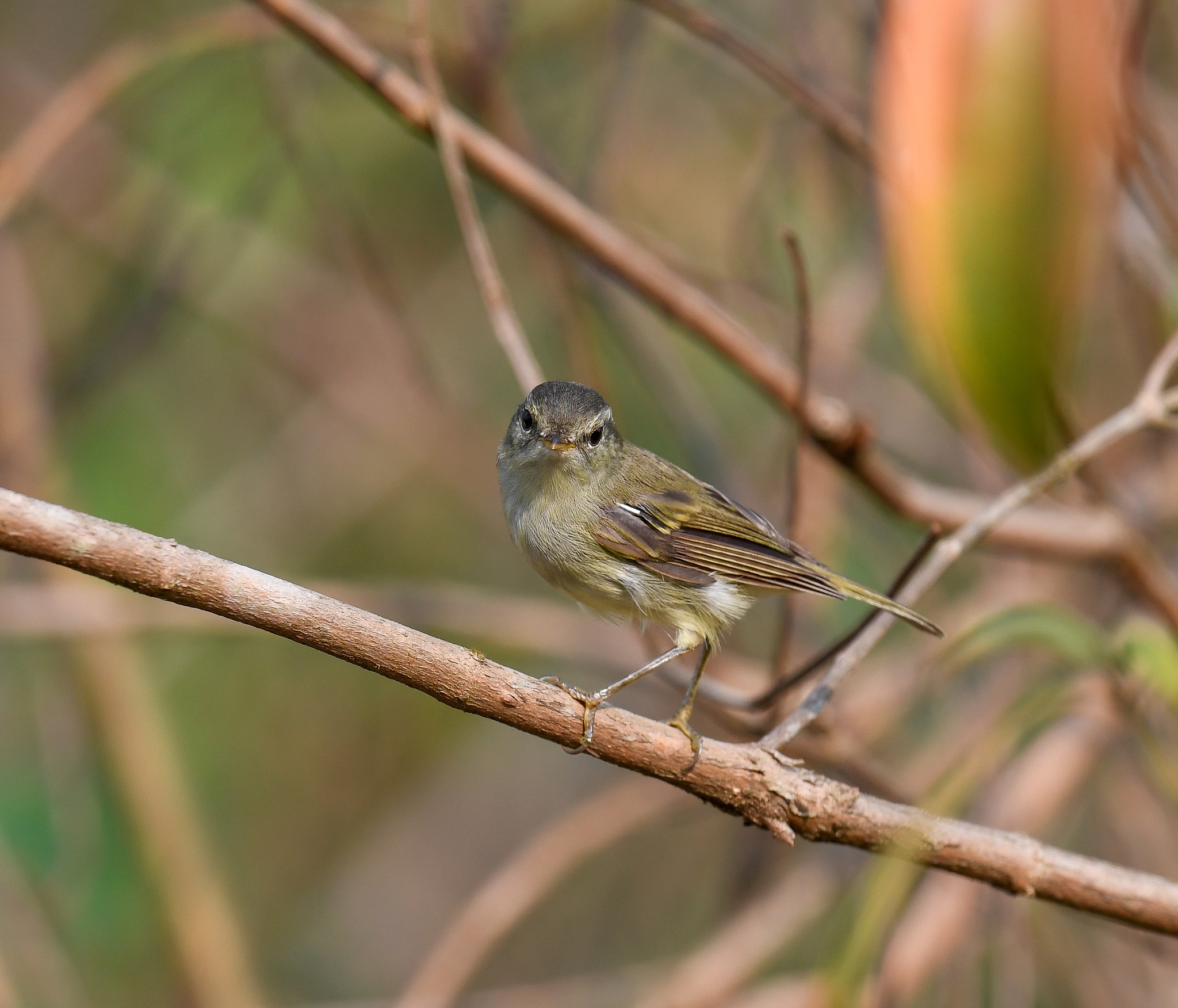 Blyth's Leaf Warbler (Phylloscopus reguloides), photo 9