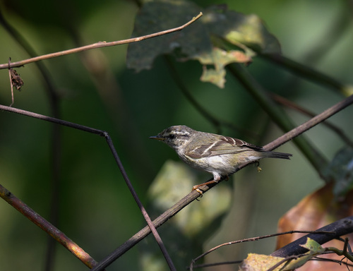 Mosquitero bilistado (Phylloscopus inornatus)