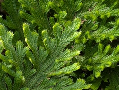 (c) Ravuri Krishna Chaitanya, some rights reserved (CC BY) Selaginella bryopteris, photograph (c) Ravuri Krishna Chaitanya, some rights reserved (CC BY)