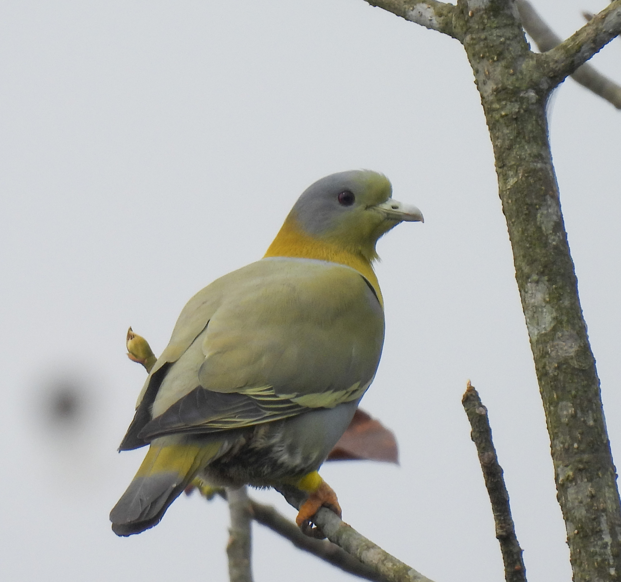 Yellow-footed Green-Pigeon (Treron phoenicopterus)