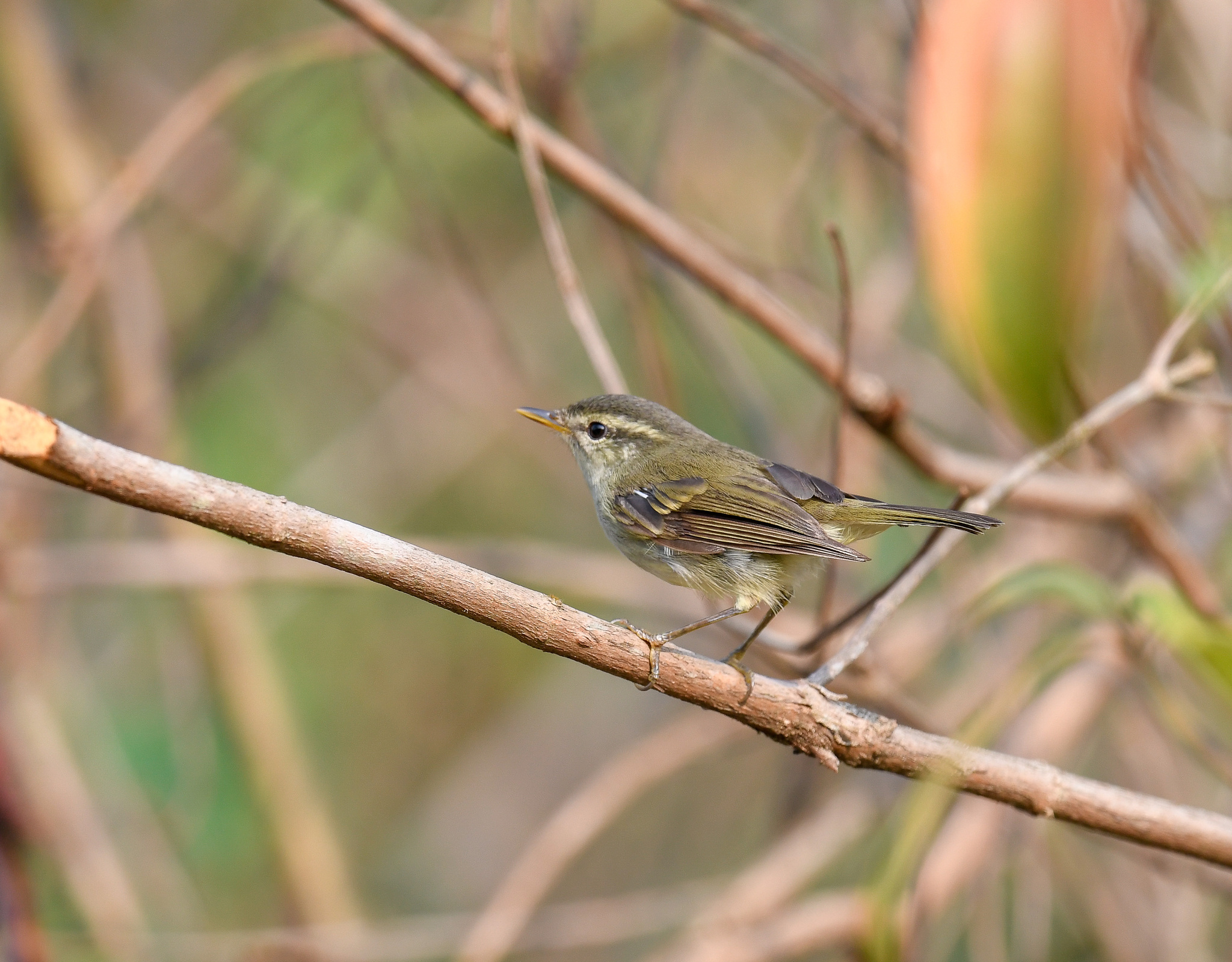 Blyth's Leaf Warbler (Phylloscopus reguloides), photo 2