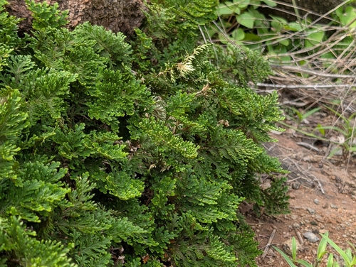 Selaginella bryopteris, photograph 5