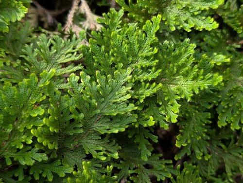 Selaginella bryopteris, photograph 6