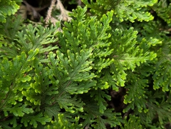Selaginella bryopteris, photograph (c) Ravuri Krishna Chaitanya, some rights reserved (CC BY)
