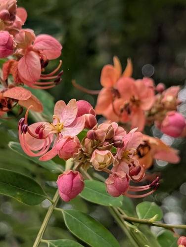 Cassia roxburghii, photograph 3