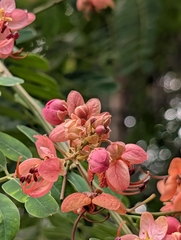 Cassia roxburghii, photograph (c) Ravuri Krishna Chaitanya, some rights reserved (CC BY)