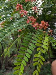 Cassia roxburghii, photograph (c) Ravuri Krishna Chaitanya, some rights reserved (CC BY)