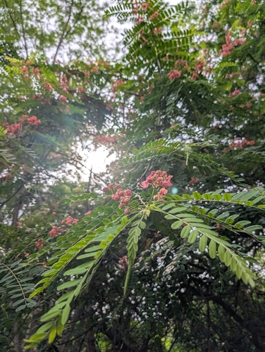Cassia roxburghii, photograph 6