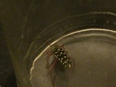 Placosternus crinicornis