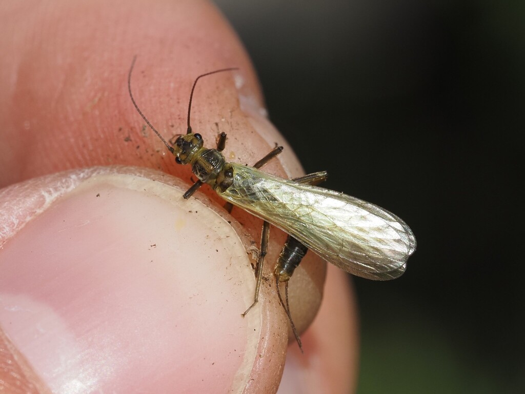 Isoperla rivulorum