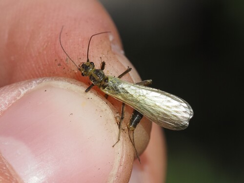 Isoperla rivulorum