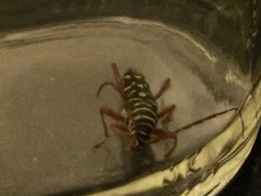 Placosternus crinicornis