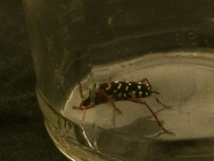 Placosternus crinicornis