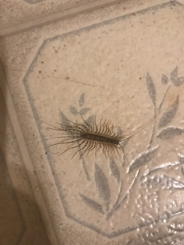 House Centipede from Main St, Victoria, VA, US on October 16, 2019 at 04:26 AM by Brittany ...