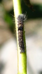 Lasiocampoidea