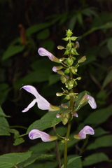 Salvia flaccidifolia