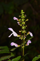 Salvia flaccidifolia