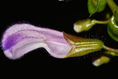 Salvia flaccidifolia
