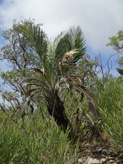 Syagrus duartei