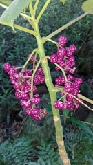 Australische Brennnessel (Dendrocnide moroides): Herkunft und Verwendung — Foto 2
