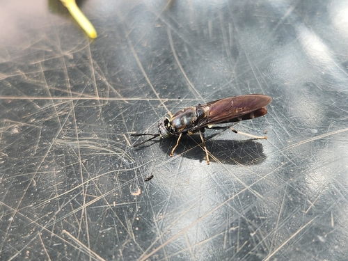 Black Soldier Fly