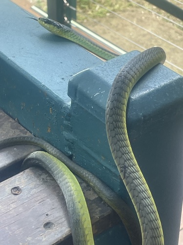 Common Tree Snake sighting