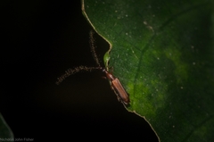 Cerobates ophthalmicus