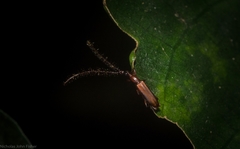 Cerobates ophthalmicus