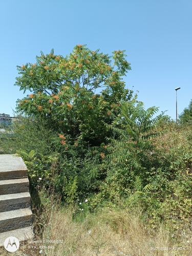 tree-of-heaven