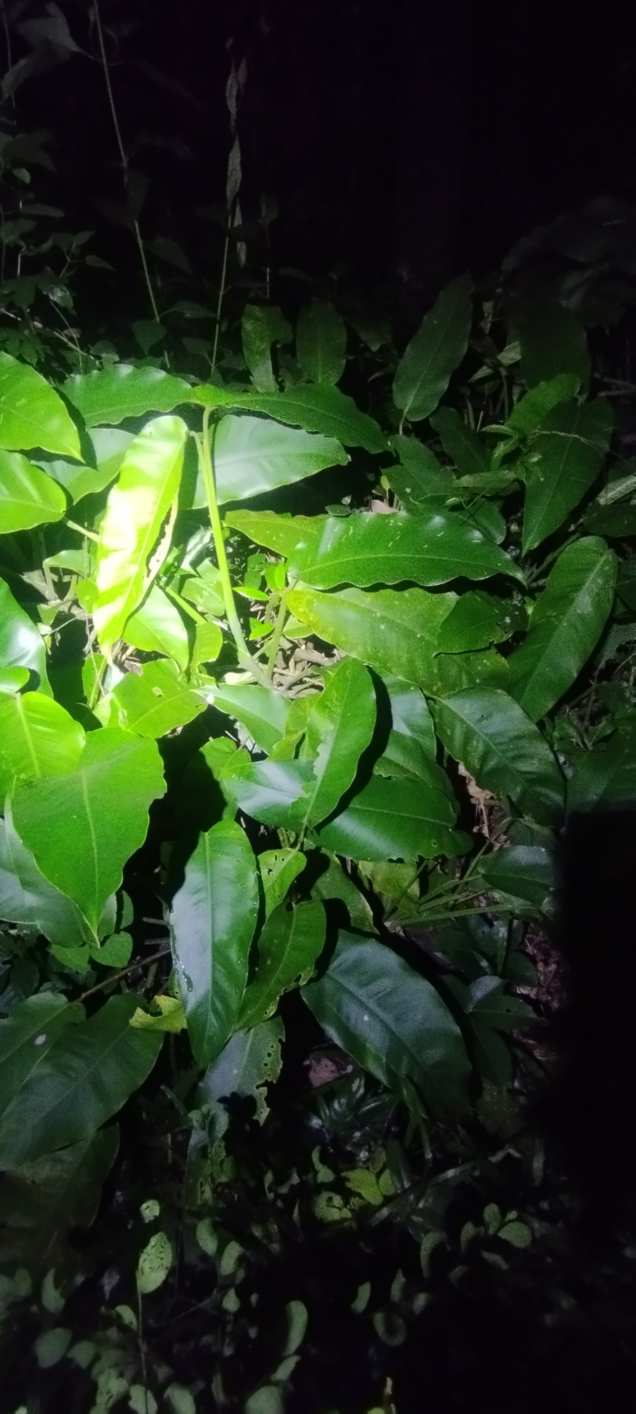 Epipremnum giganteum