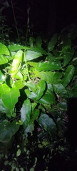 Epipremnum giganteum, photograph (c) insect ID, some rights reserved (CC BY)