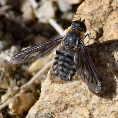 Poecilanthrax californicus