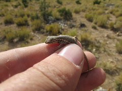 Sceloporus graciosus graciosus