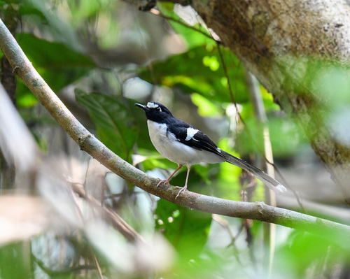 Black-backed Forktail (Enicurus immaculatus), photo 5