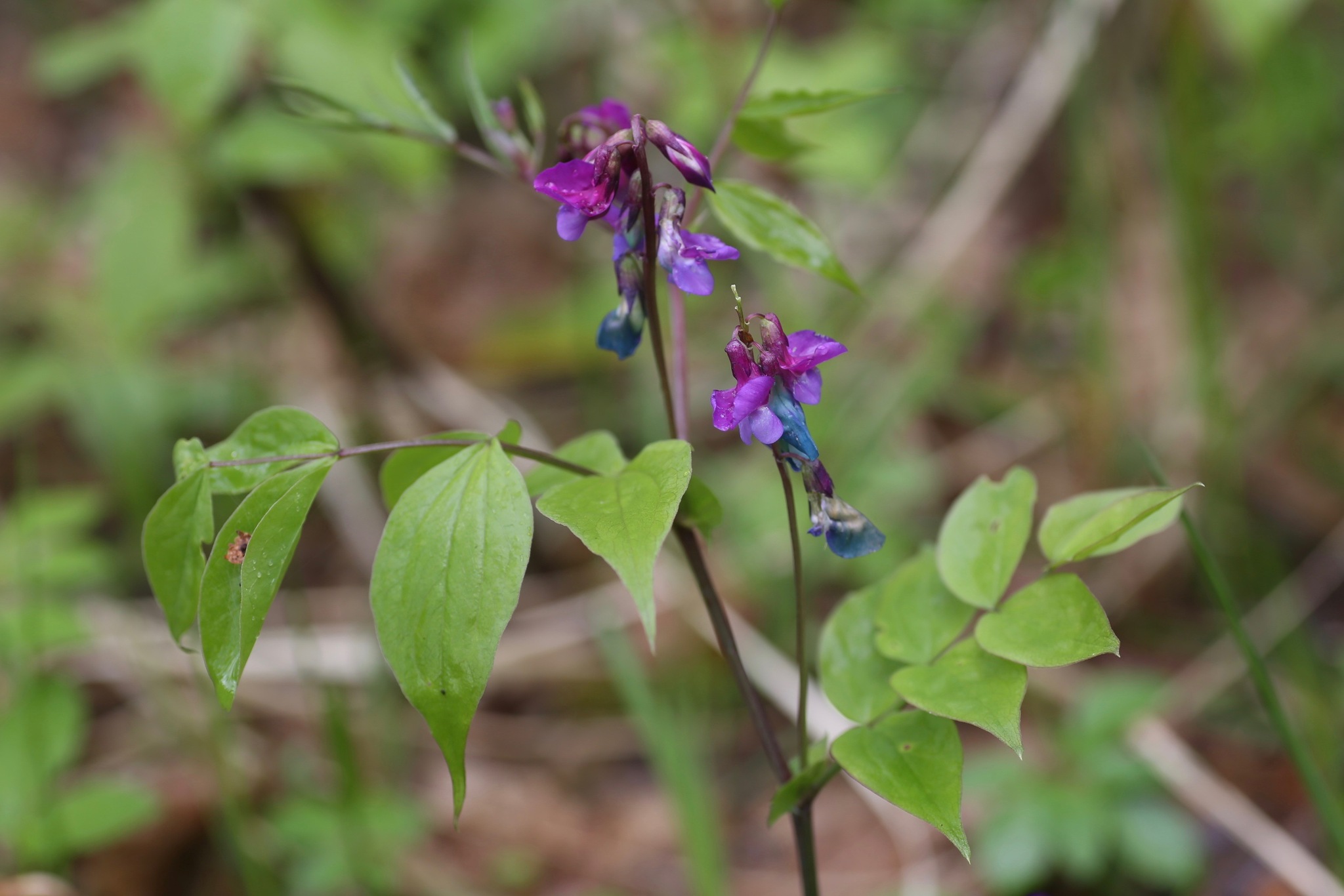 Lathyrus vernus