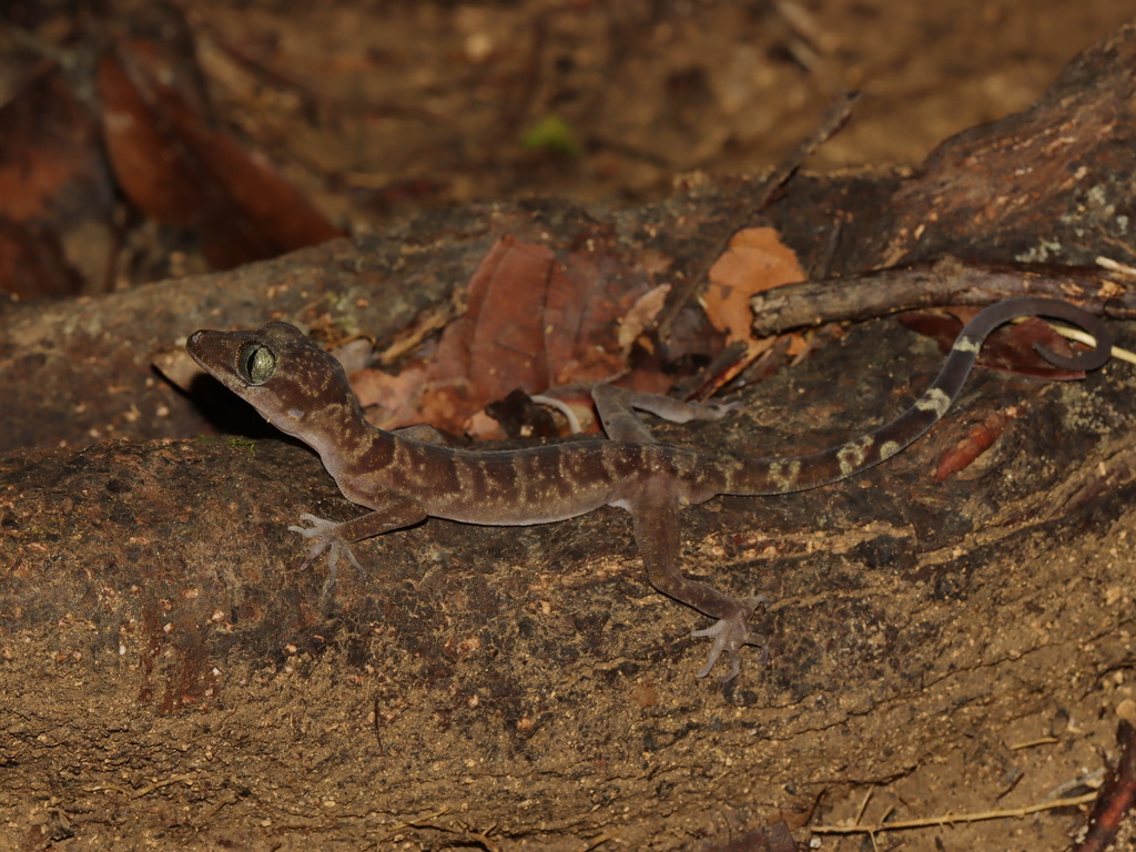 Wangkulangkul’s Bent-toed Gecko