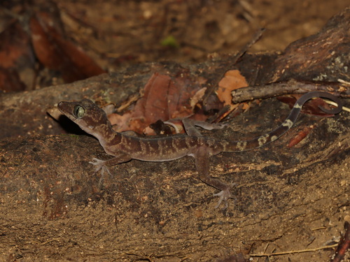 Wangkulangkul’s Bent-toed Gecko