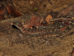 Wangkulangkul's Bent-Toed Gecko photo 4